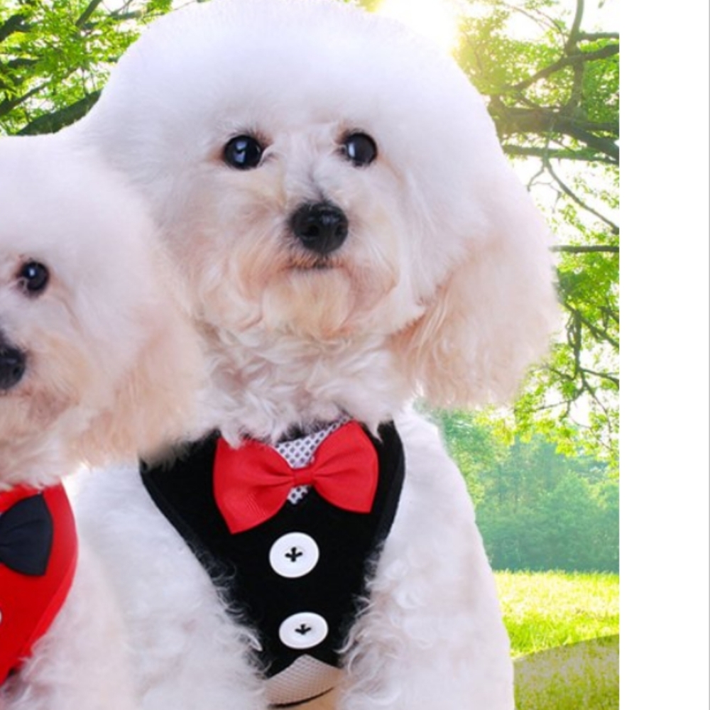 Cat or Dog Set Harness & Leash Breathable Vest with Buttons & Bowtie Tuxedo